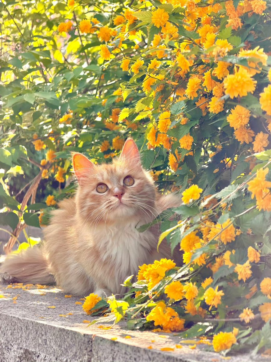 cutecat_fo's tweet photo. 雍容的咪 https://t.co/4kr4vx7NIU