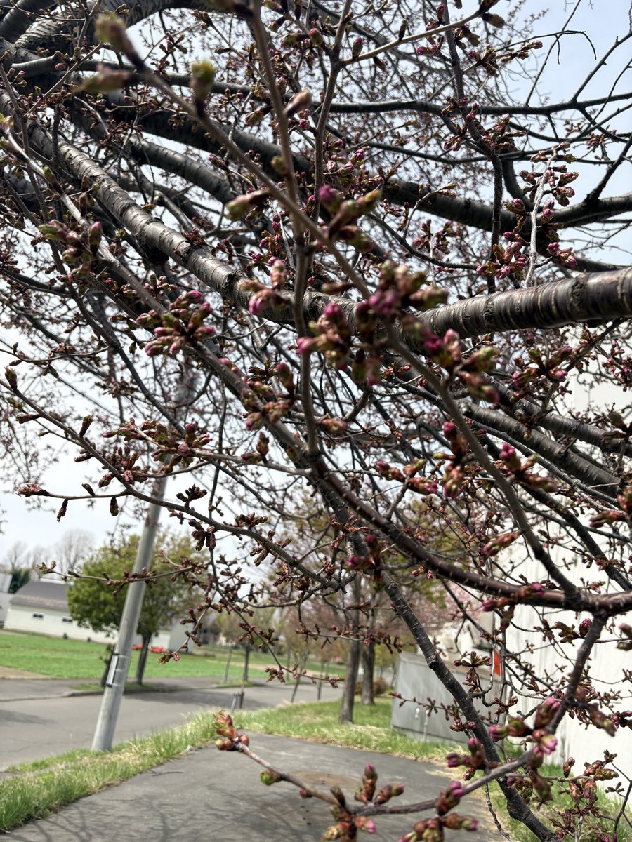 i.yasuko tweet media