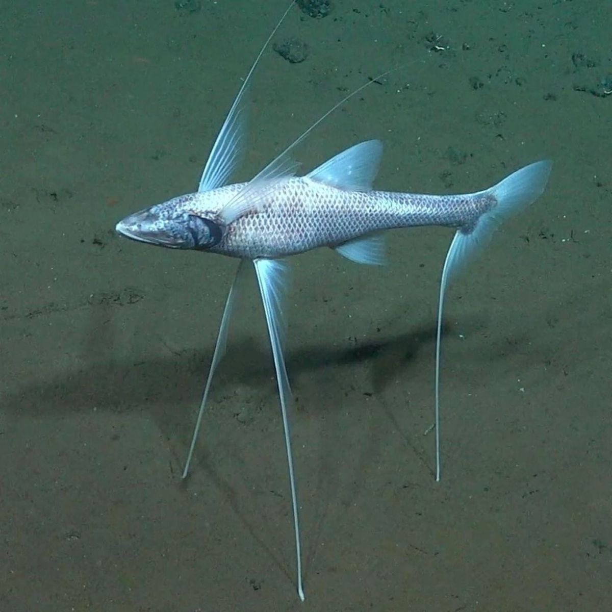 ⚓️, fιᥲ #deepseatwt tweet media