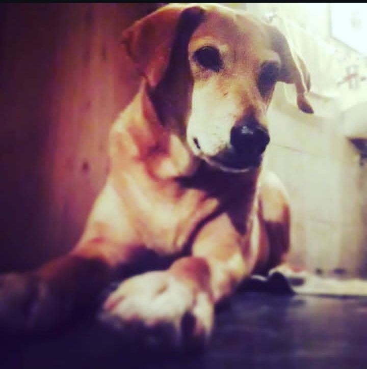 agus_ramirez18's tweet photo. Hoy te nos fuiste mi beba hermosa   te amo ahora y  siempre  ya se te extraña mucho  estoy agradecida con universo  que te trajo  Nuestro Lado    soy feliz  de momentos que pase  a tu lado  gracias por alegrarnos y alegrar la casa..siempre estara en mi corazon  y en mi memoria https://t.co/LbyXOeijYx