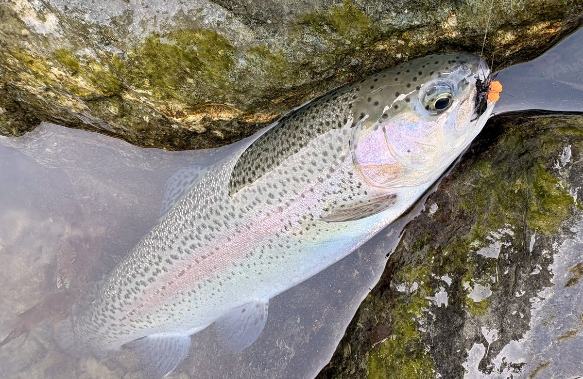 dwarf_h_w's tweet photo. ありんこ🐜で🎣 https://t.co/lC7nWhddvg