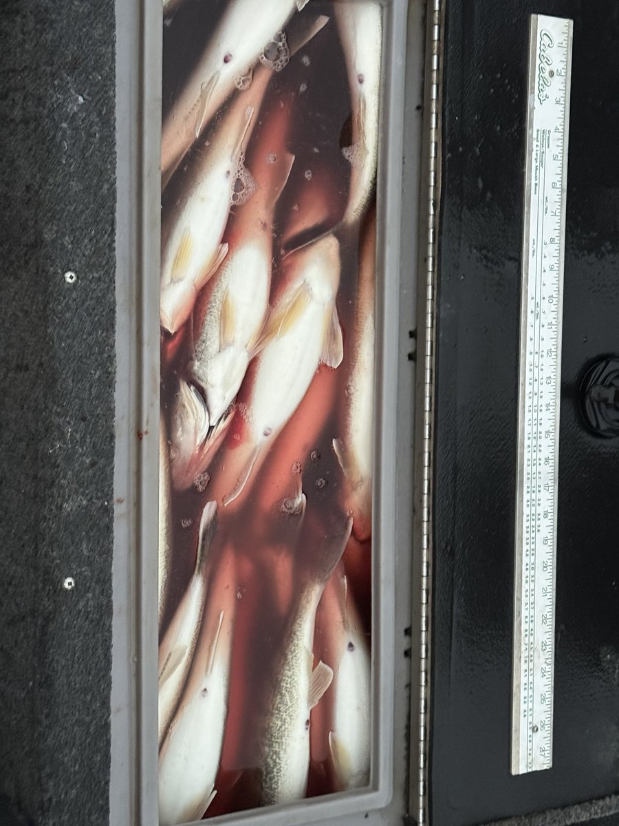 Roger Hinchcliff | Steelhead Manifesto tweet media