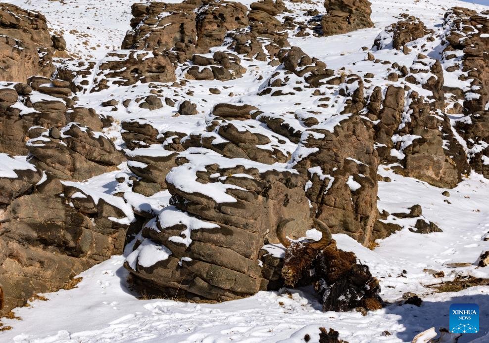 VoiceofPD's tweet image. Scenery of Bamoqongzong extinct volcanic cluster in China's Xizang
#Xizang #scenery
More pics: en.people.cn/n3/2026/0417/c…