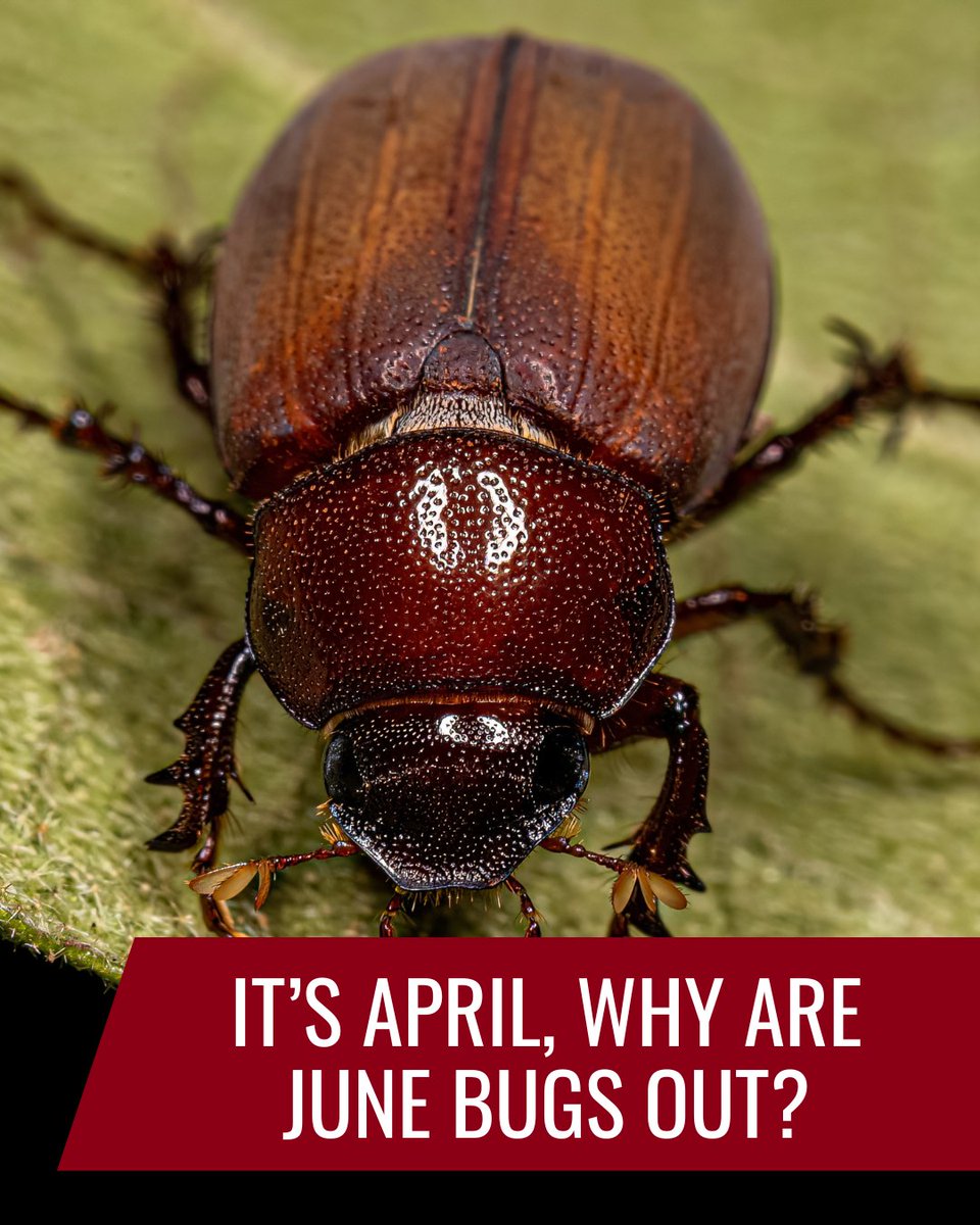 Texas A&M AgriLife Extension Service tweet media