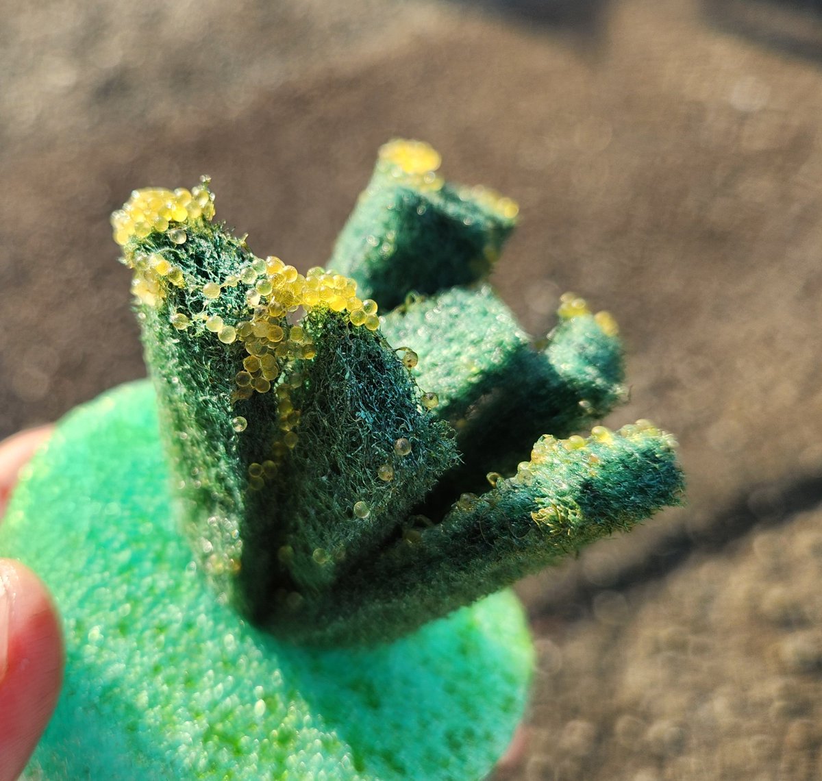 八代めだか tweet media