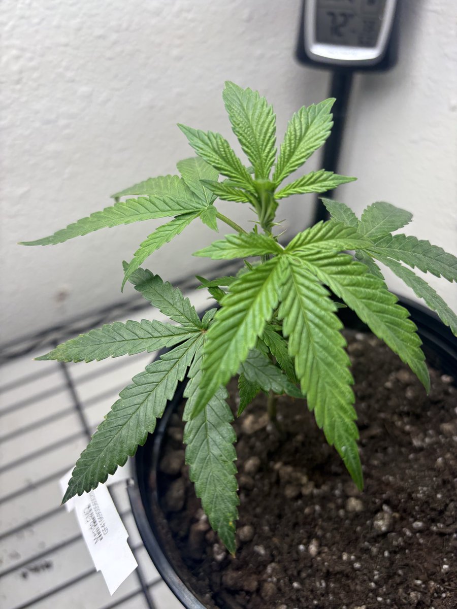 HighOnWeb3's tweet image. Mendo GMO entered the chat 💬 

#Marijuana #Kush #Weed #Cannabis #Mr31Flavors