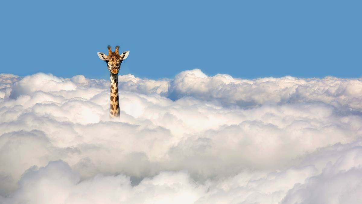 Stockhead tweet media