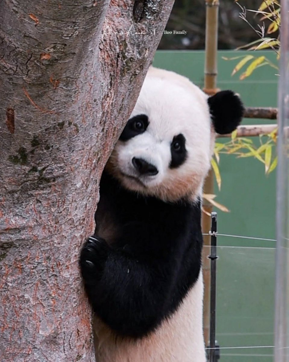 뀽바오🥕 tweet media