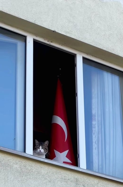 No Cats No Life tweet media