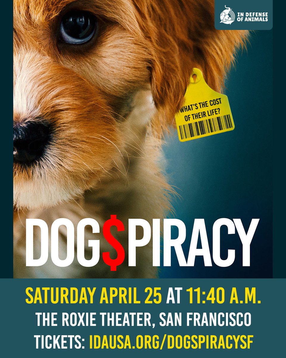 IDAUSA's tweet image. Behind the cute #puppy in the pet store window is a sinister world of abuse and exploitation. Help end the shelter crisis that kills over 100,000 #dogs and #cats each year. Be part of the movement! #SanFrancisco - Saturday, April 25 The Roxie Theater ➡️idausa.org/dogspiracysf
RT
