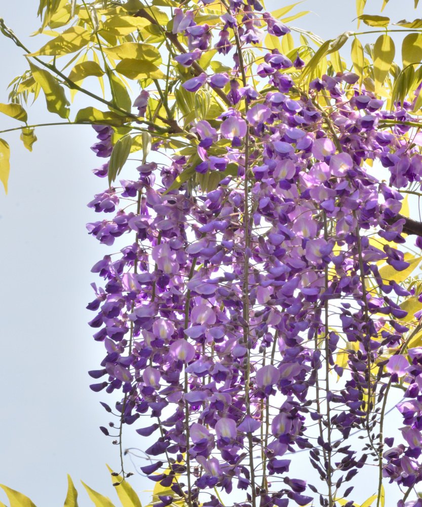最寄りのバス停近くの藤の花を撮ってみた
#藤の花
<a href="/syayuukai/">写游会【公式】</a> 
#写游会