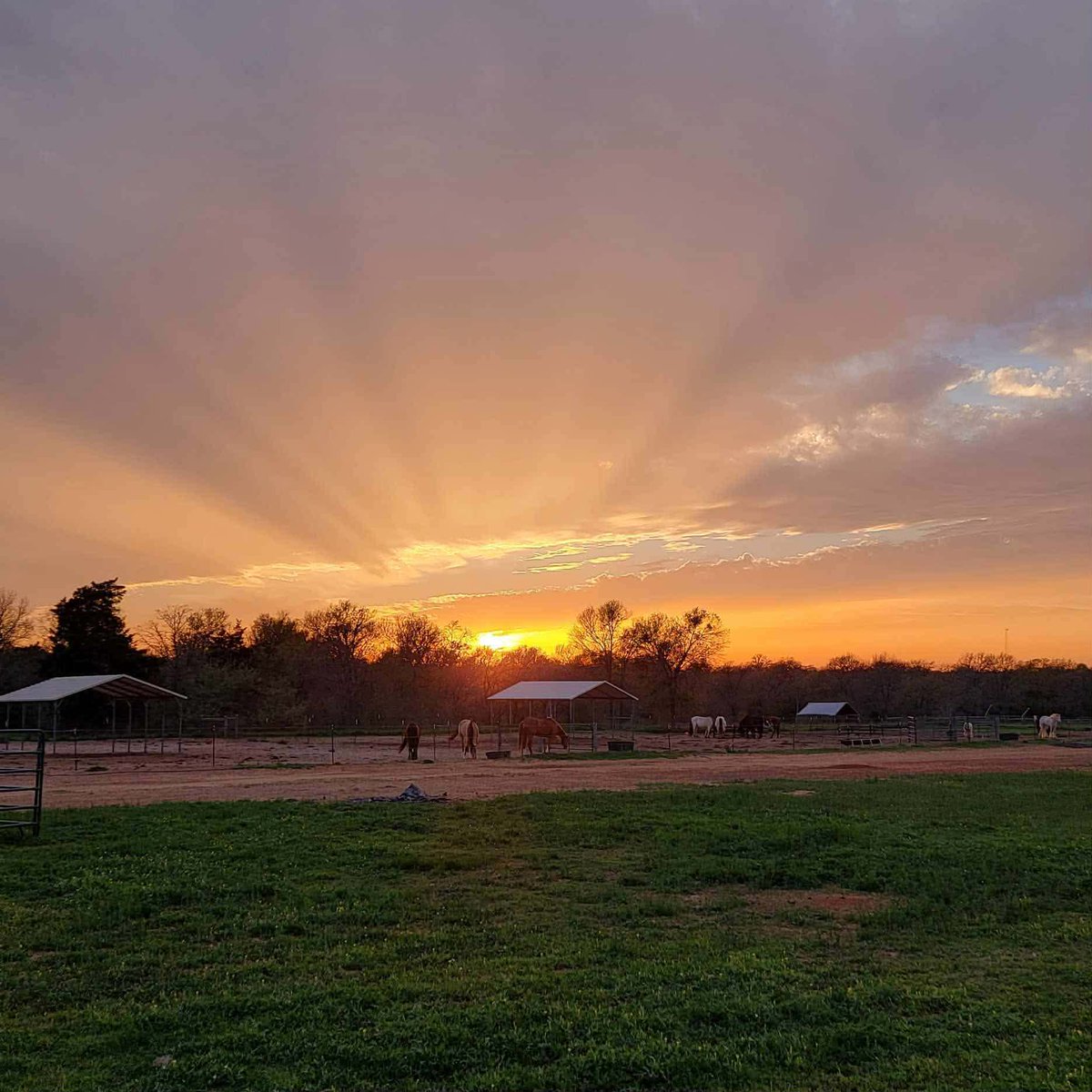 Palomino Ridge Ranch Horse Rescue & Sanctuary tweet media