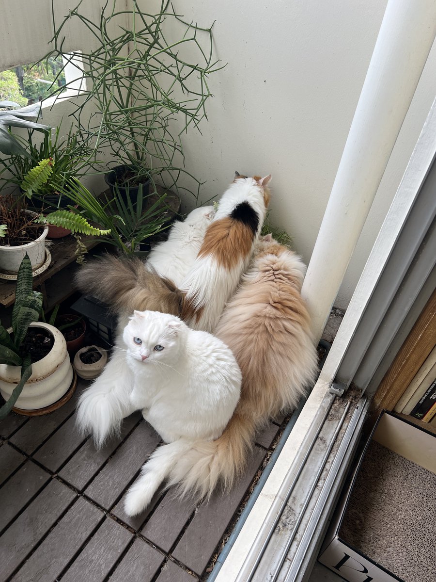 ตุวเลกสุด เข้ากินไผ่ไม่ทันพวกแมว ฟ้องแม่