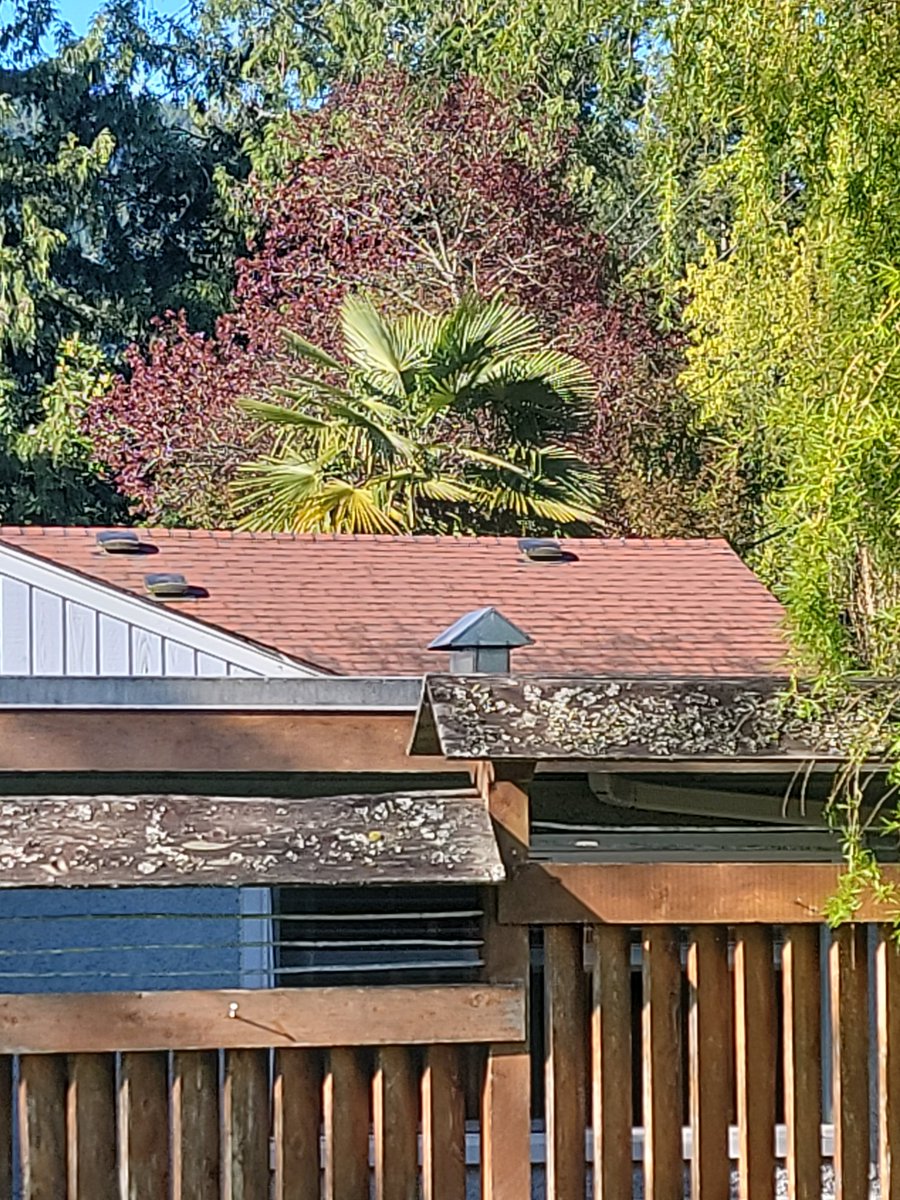 Banana Joe Freedom Fighter tweet media