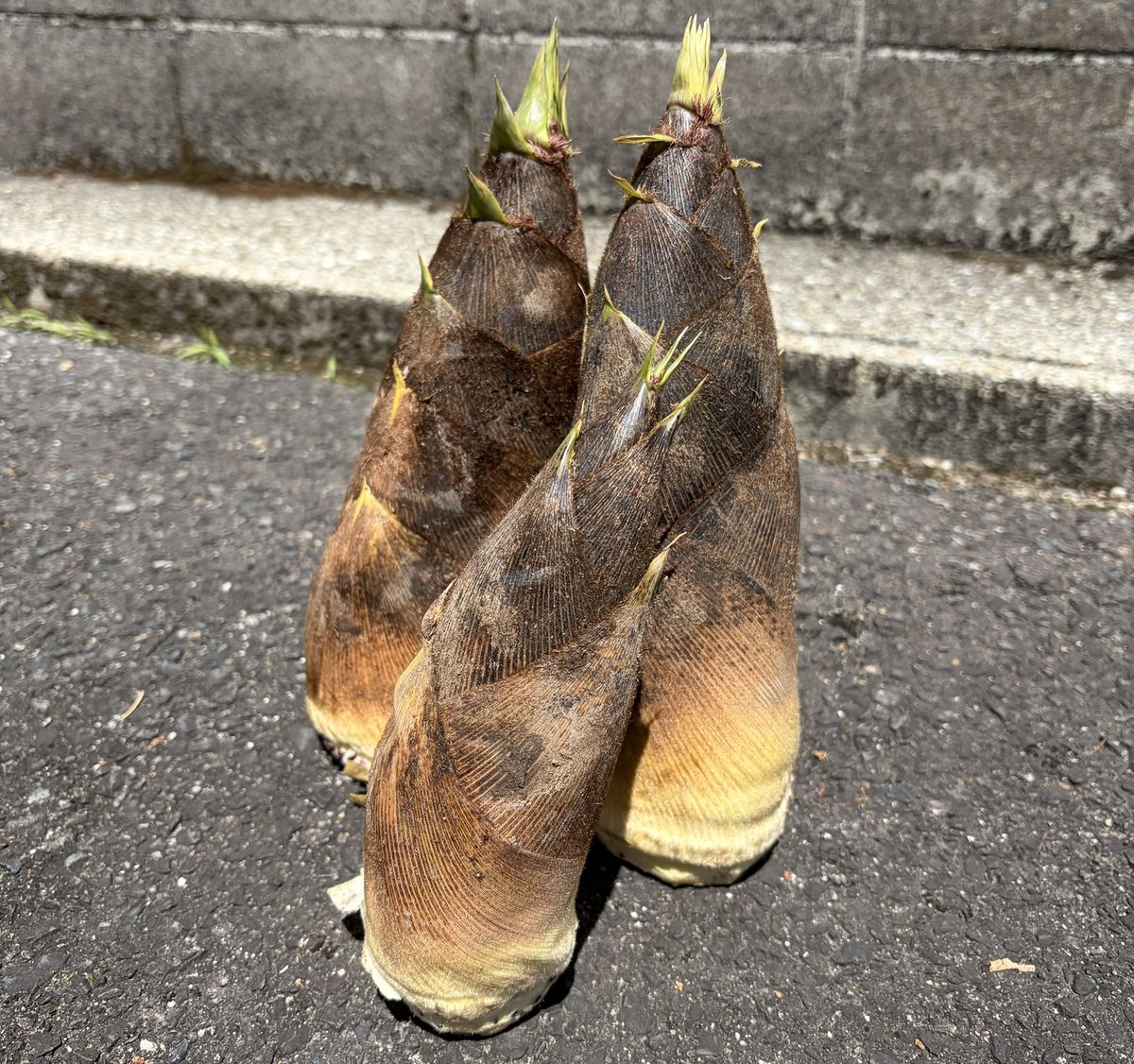 しんるちゅー tweet media