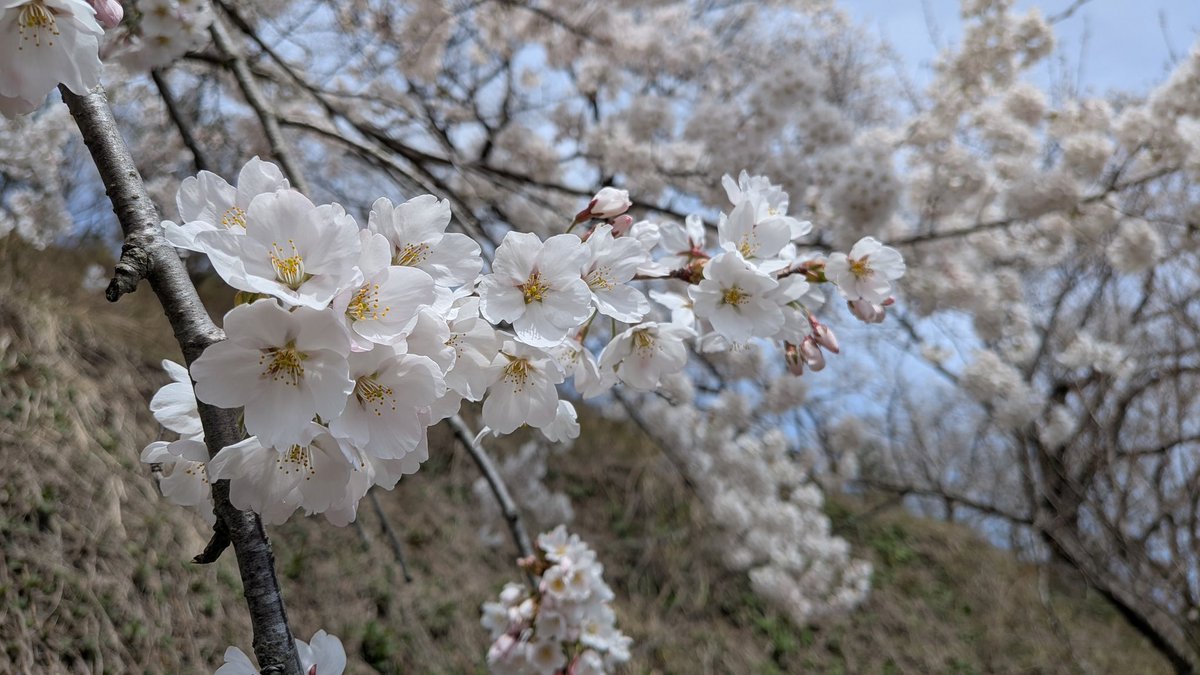 ここさん tweet media