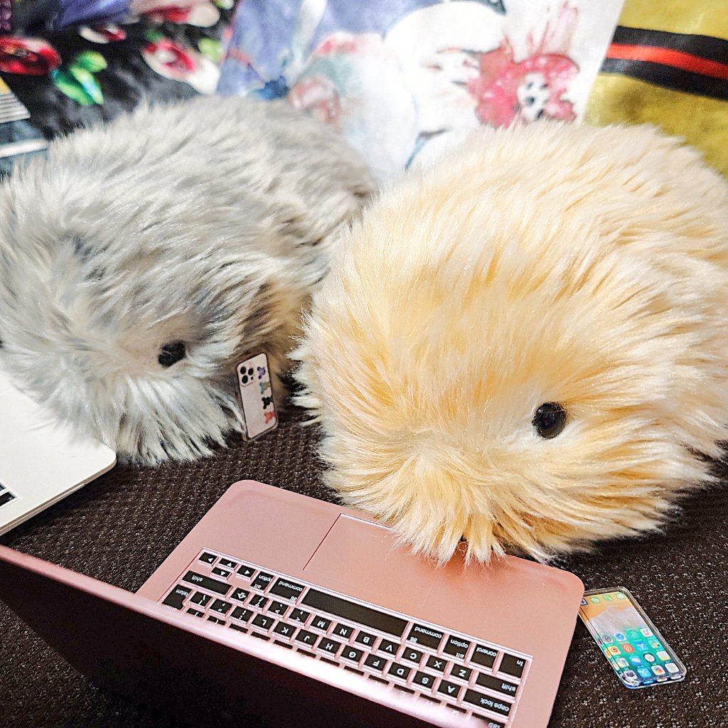 Cyndi👑シンディ(*Ꙩꙻ₀Ꙩꙻ)🦫💕 tweet media