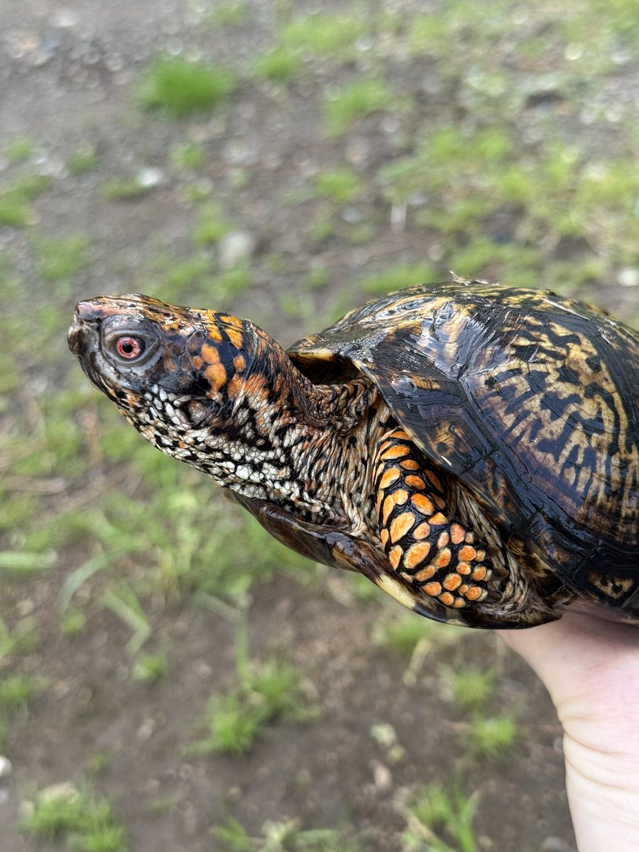 やっぱりかっこいいと思うんだよね。
初めて買ったトウブハコガメで、しかもベビーサイズから育ててここまでくると、トウブハコガメはやめられないですよね。

#トウブハコガメ