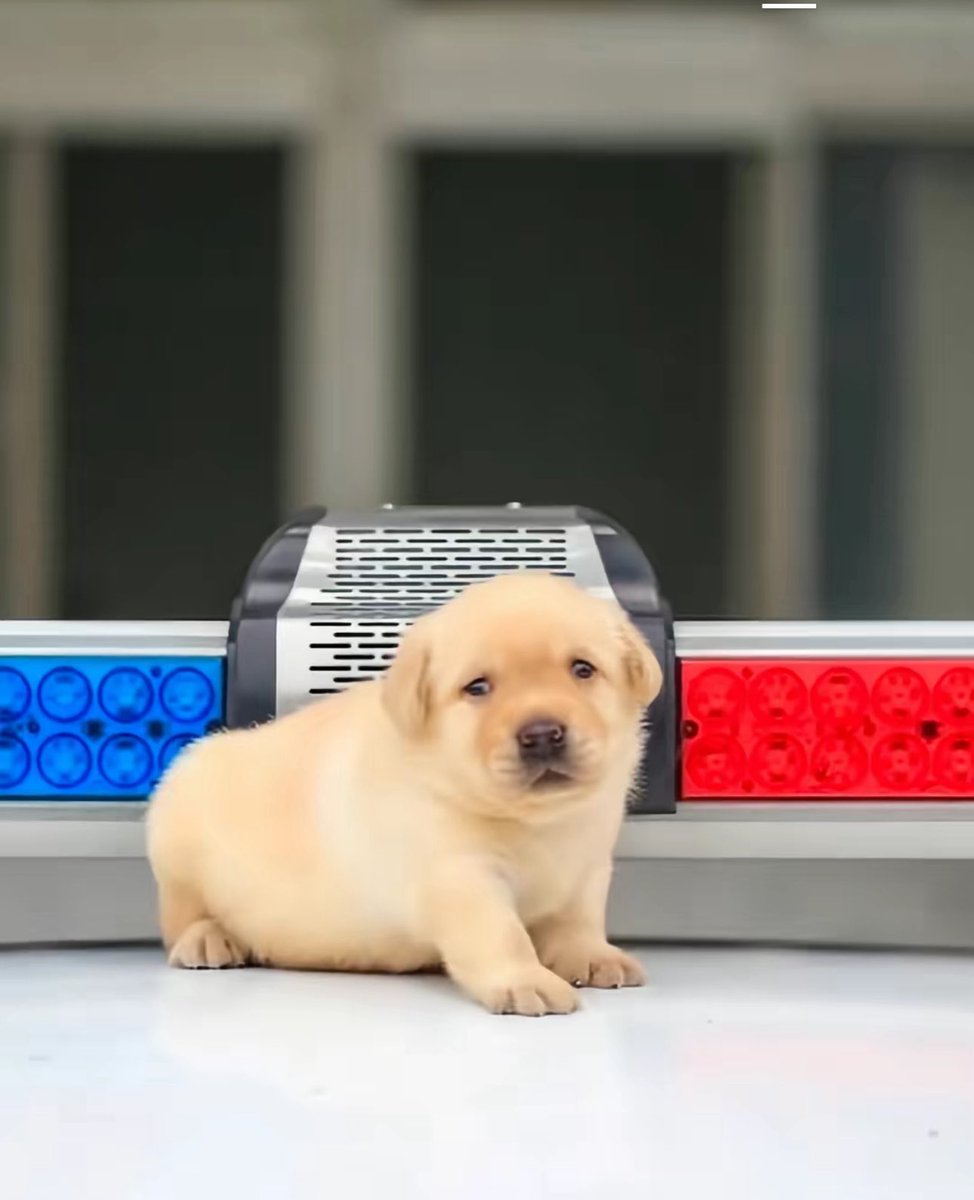 fruitpibble's tweet image. i hate cops #ftp