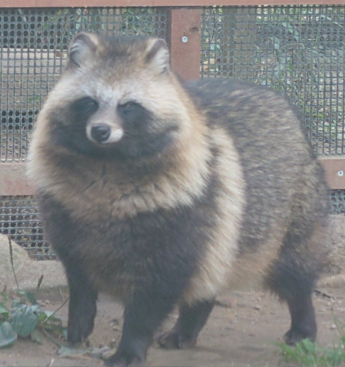 長槻望@かちかち山 tweet media