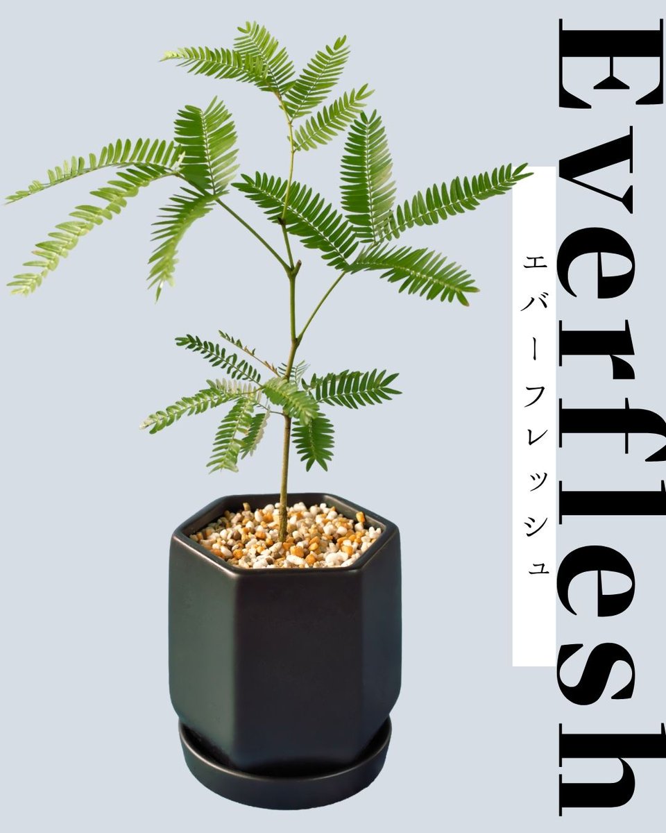 barrel_co_ltd's tweet image. 昼と夜で表情を変える、エバーフレッシュ🌿

≪ 眠るように動く ≫ エバーフレッシュには不思議な魅力があります。

暮らしの中で変化を楽しめる、癒しのグリーンです♪

#BARREL #エバーフレッシュ #観葉植物 #植物のある暮らし #インテリアグリーン