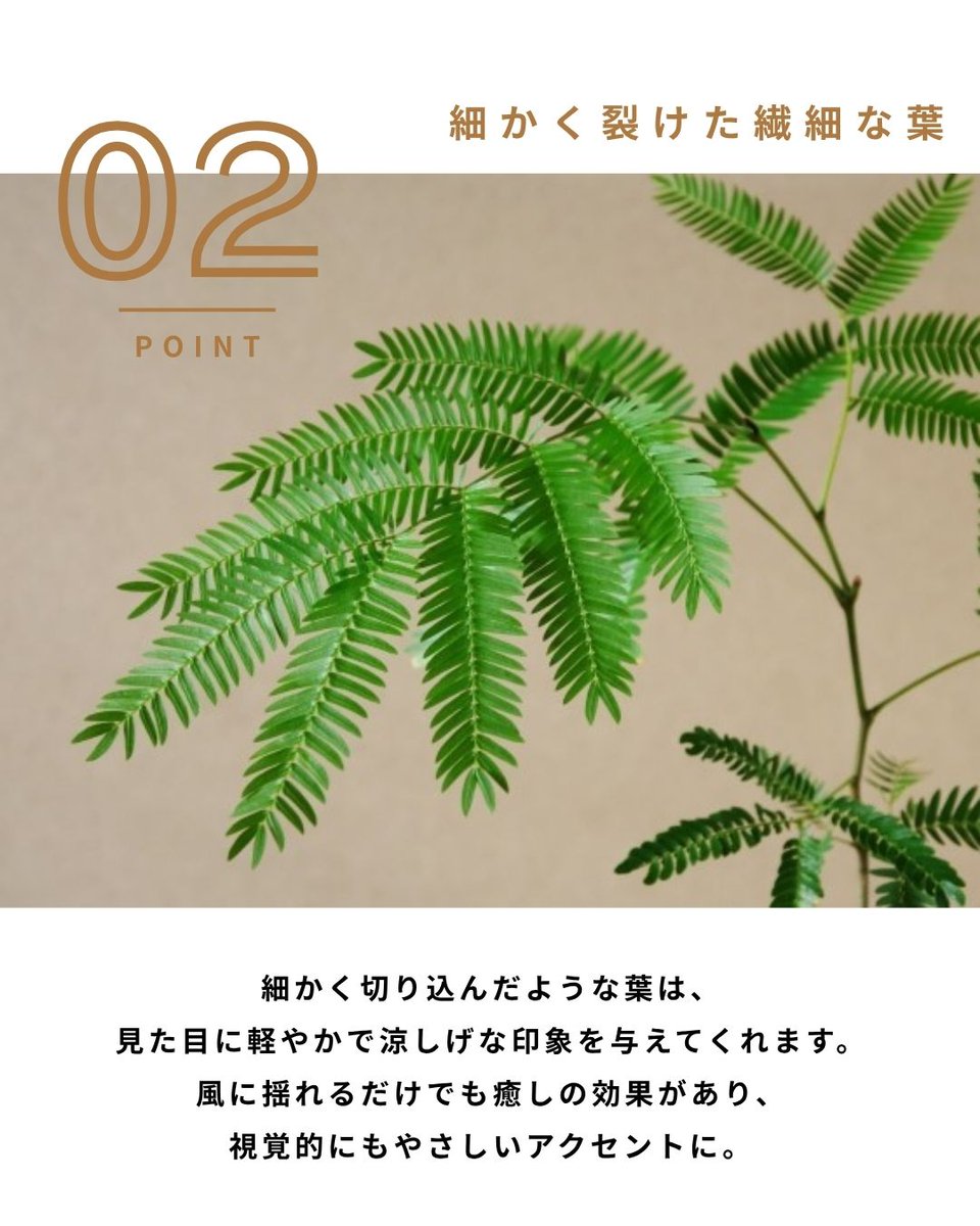 barrel_co_ltd's tweet image. 昼と夜で表情を変える、エバーフレッシュ🌿

≪ 眠るように動く ≫ エバーフレッシュには不思議な魅力があります。

暮らしの中で変化を楽しめる、癒しのグリーンです♪

#BARREL #エバーフレッシュ #観葉植物 #植物のある暮らし #インテリアグリーン