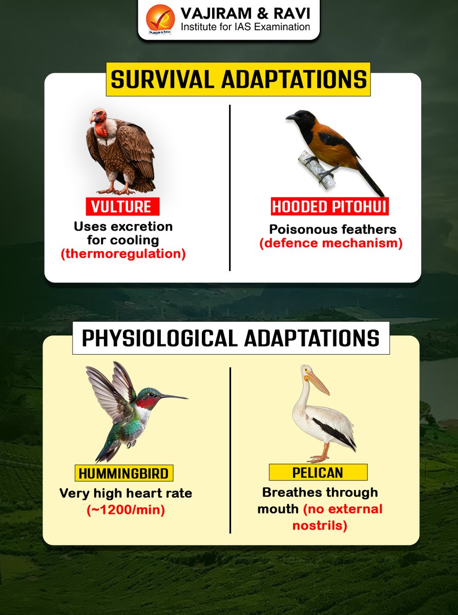 VajiramRavi's tweet image. A bird that recognises faces.
One that sleeps mid-air.
One that’s poisonous.

UPSC won’t ask facts — it’ll test classification.

Are you ready?

#UPSC #PrelimsPrep #Environment #Biology #MCQs