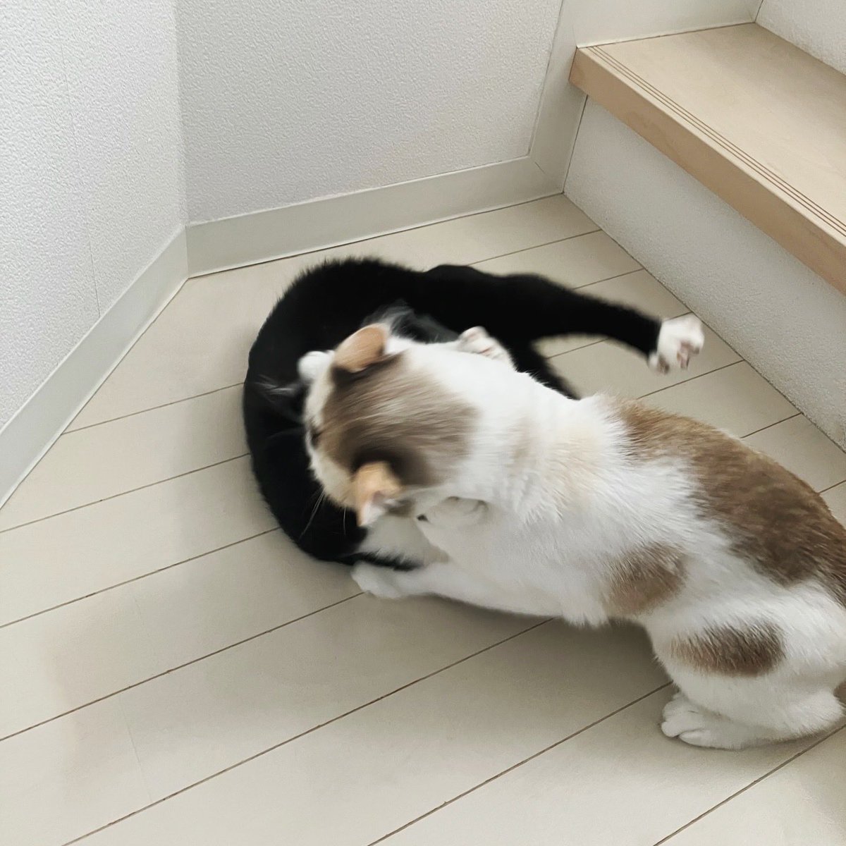 我が家のクラッシュギャルズ