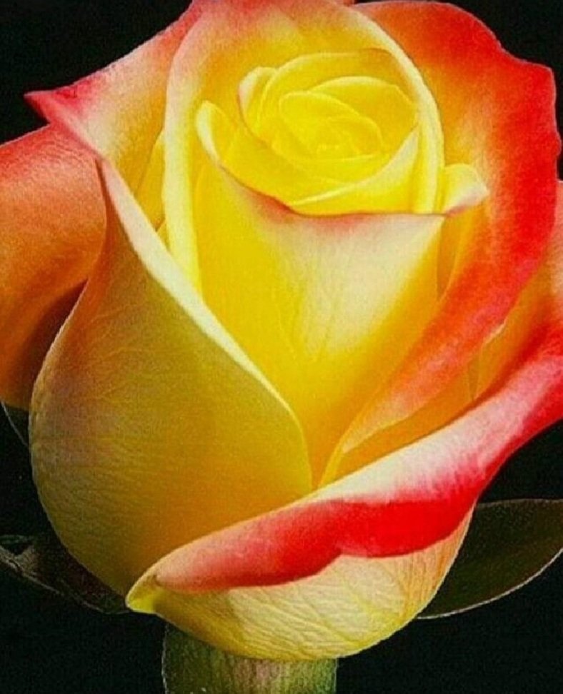 SummerRose 🌹Christine tweet media