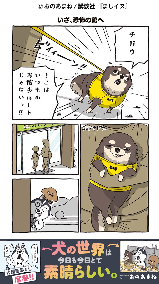 majiinu_wm's tweet photo. 犬の日常あるある