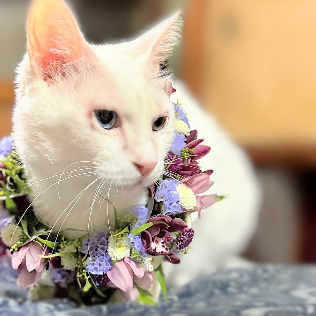 tencoro51 tweet media