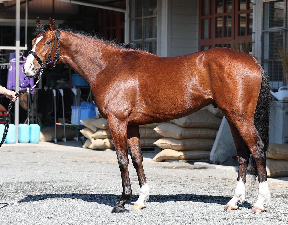 2026年牡馬クラシック第1弾【 #皐月賞 】 関西馬8頭のフォトパドック