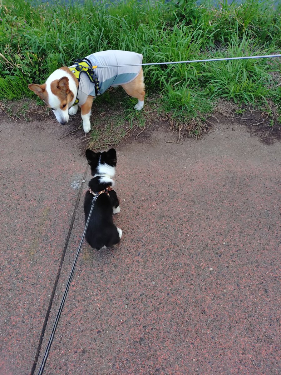 🇬🇧🐶LEO元愛犬❤️Riku今愛犬🐶 tweet media