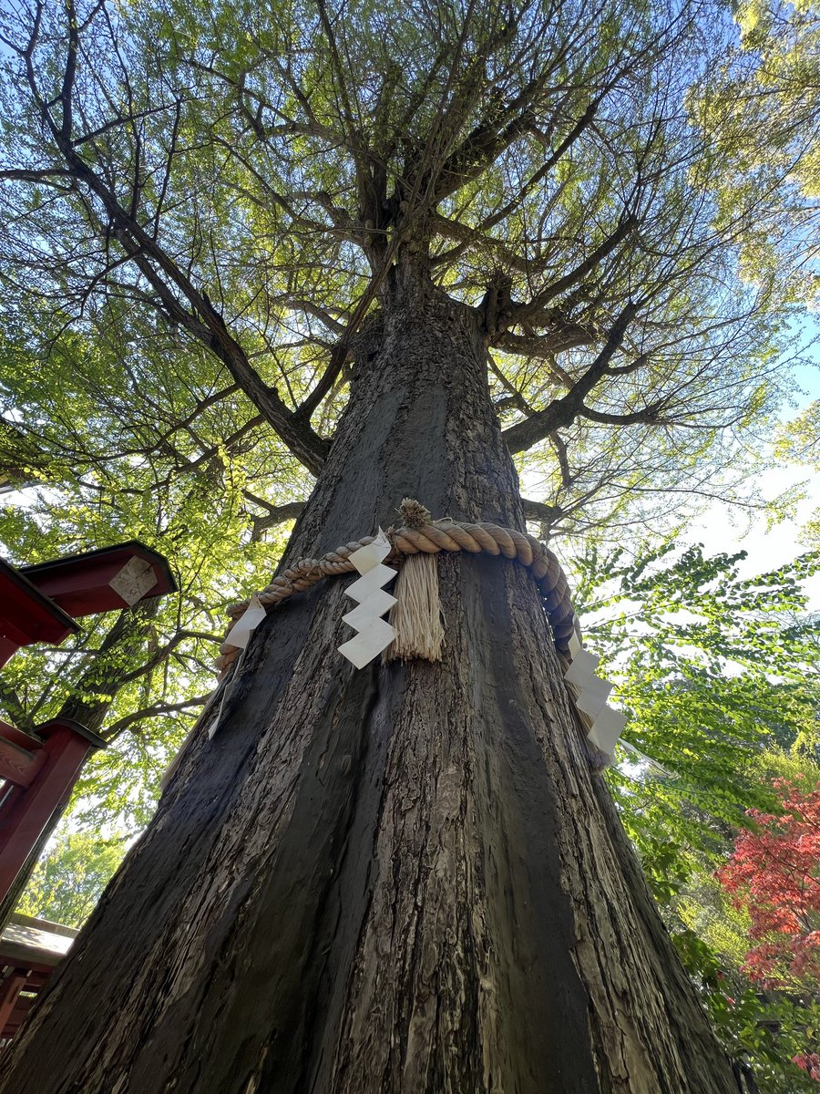 バヤ氏 tweet media