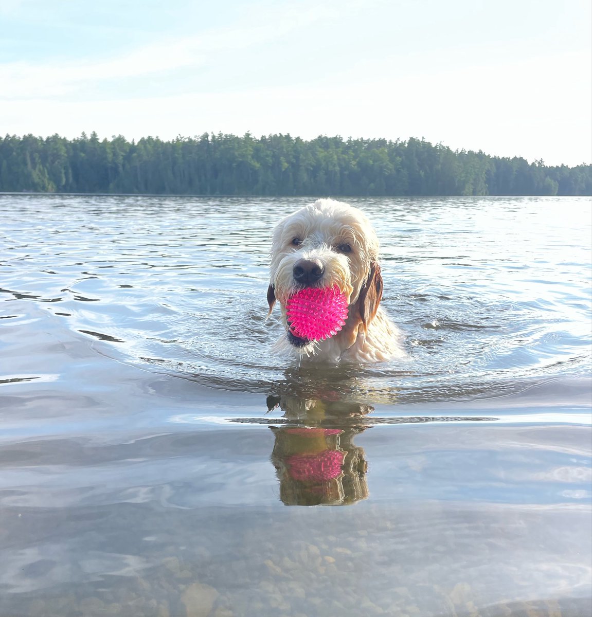 SkyeAdventures's tweet image. Happy #ThrowbackThursday !! This photo is from a previous summer. I can’t wait for swimming season to return! 🐾💗 #dogsoftwitter