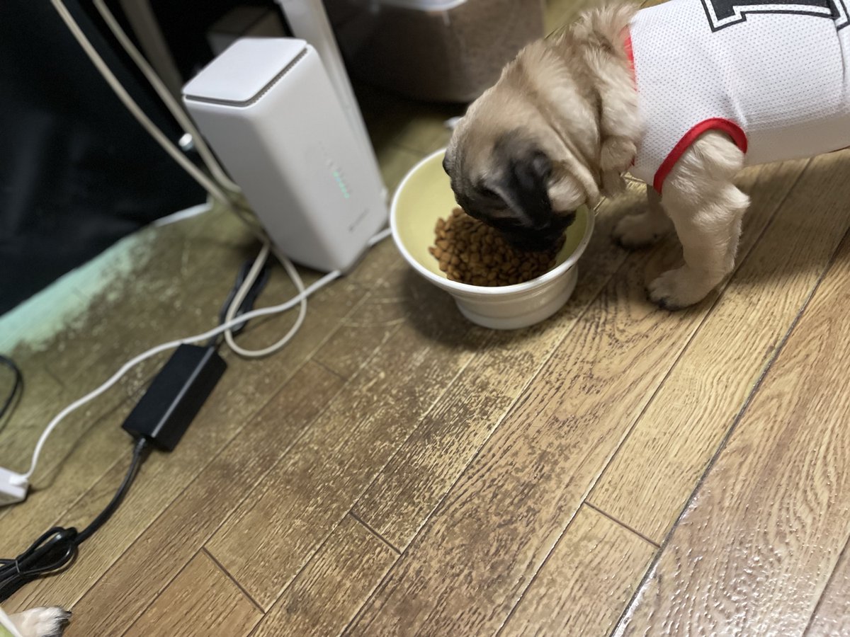 ゆず胡椒 tweet media