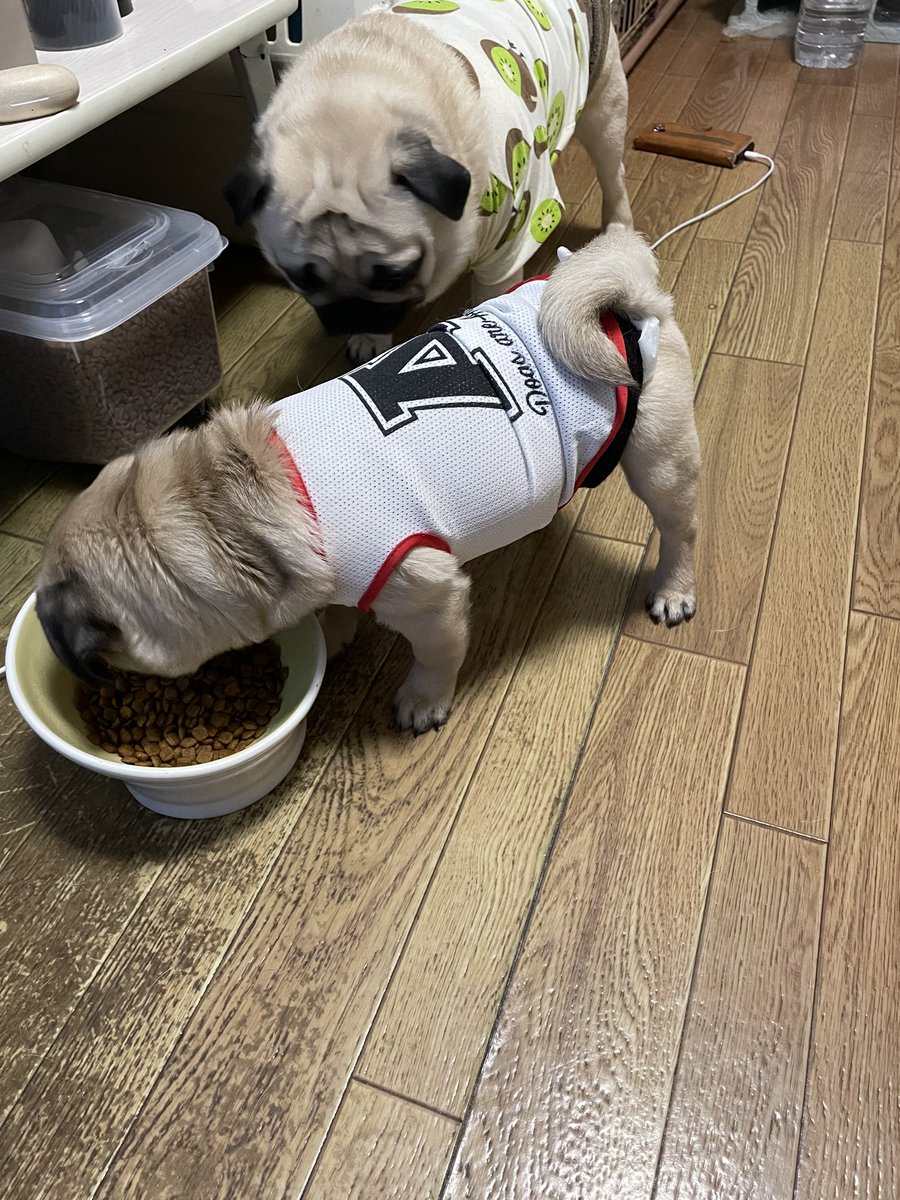 ゆず胡椒 tweet media