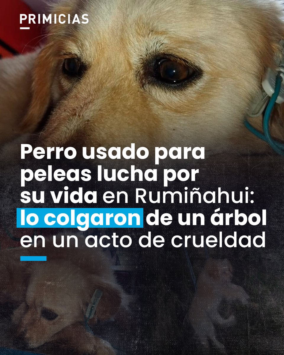 El perro fue rescatado en el barrio Jatumpungo con heridas graves. La fundación que atendió el caso alerta sobre su estado crítico y pide apoyo para su recuperación.
prim.ec/5uBk50YKJaw