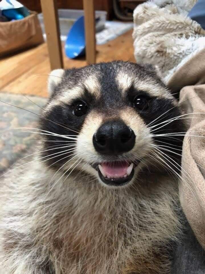 ShouldHaveRacc's tweet photo. say hi if u see this https://t.co/zT8Ep760aH