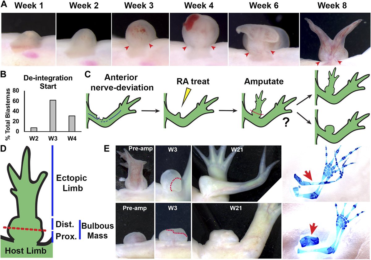 Taylor Thompson tweet media