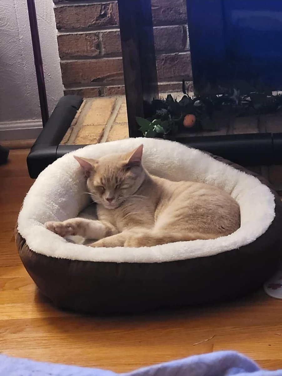 30_silvertree's tweet photo. to be at such peace 😸 https://t.co/AdSGL75qOQ