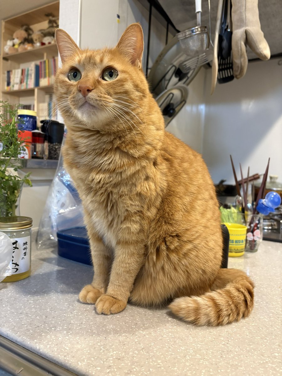 こいもちゃん🐈 tweet media