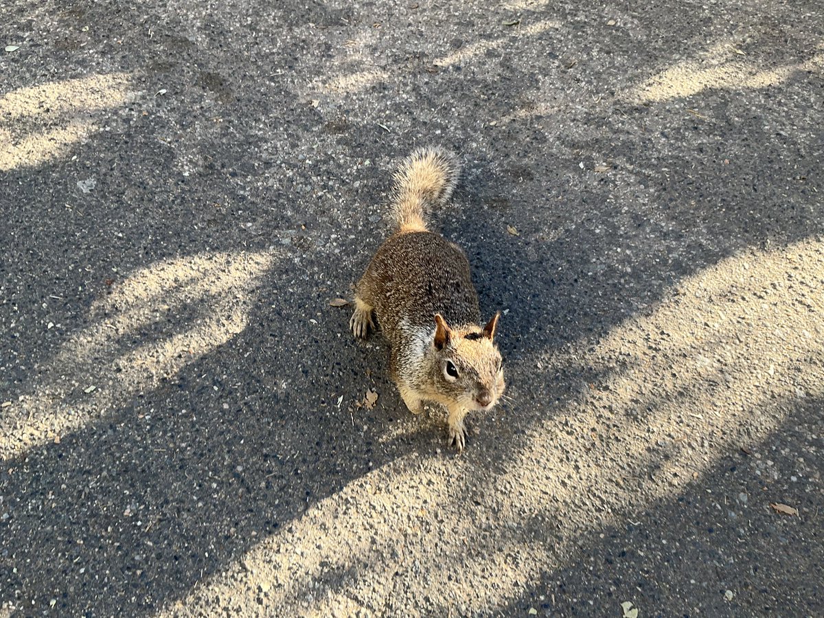 hawaii_isla808's tweet image. Bold California ground squirrel everywhere in Santa Monica, especially at Palisades Park—running paths, climbing trees, and not shy at all 🐿️ #santamonica #squirrel #california #palisadespark #squirrelground
