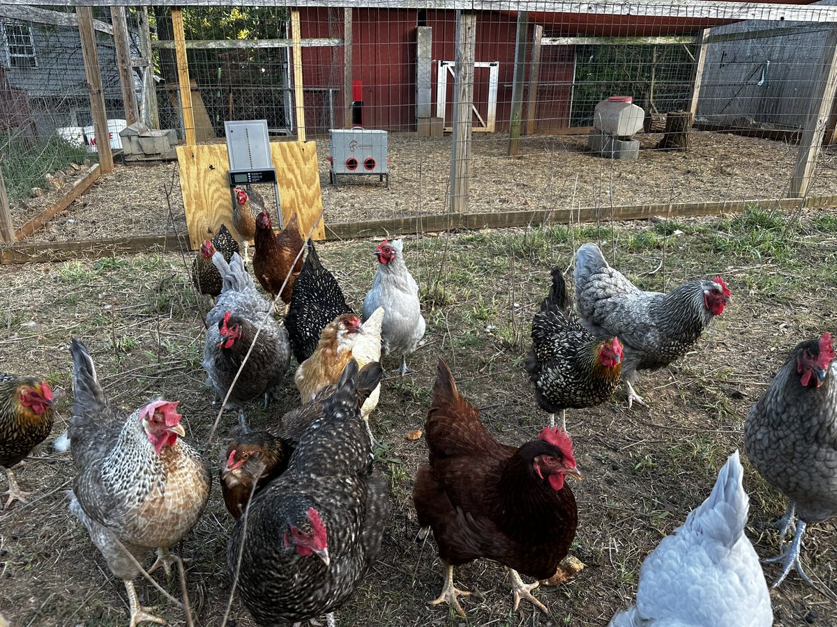AlanJSanders's tweet photo. My ladies are out looking for some last minute bugs before it gets too dark outside. #homestead #hens #freerange #eggs https://t.co/5Na2GcSj5T