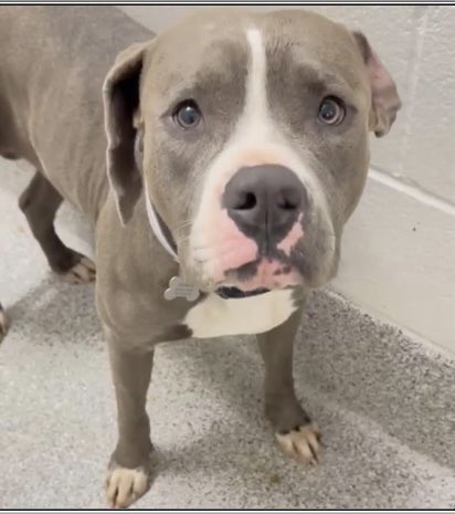 PawsnTails4TX's tweet image. 💙🎉🎈Adorable DANTE has a reservation! This sweet boy will now be furever loved! Thank you all for giving him a second chance 🙏 More details to follow as they become available! 
Congratulations DANTE 🩵🥳
Houston #TX