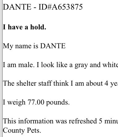 PawsnTails4TX's tweet image. 💙🎉🎈Adorable DANTE has a reservation! This sweet boy will now be furever loved! Thank you all for giving him a second chance 🙏 More details to follow as they become available! 
Congratulations DANTE 🩵🥳
Houston #TX
