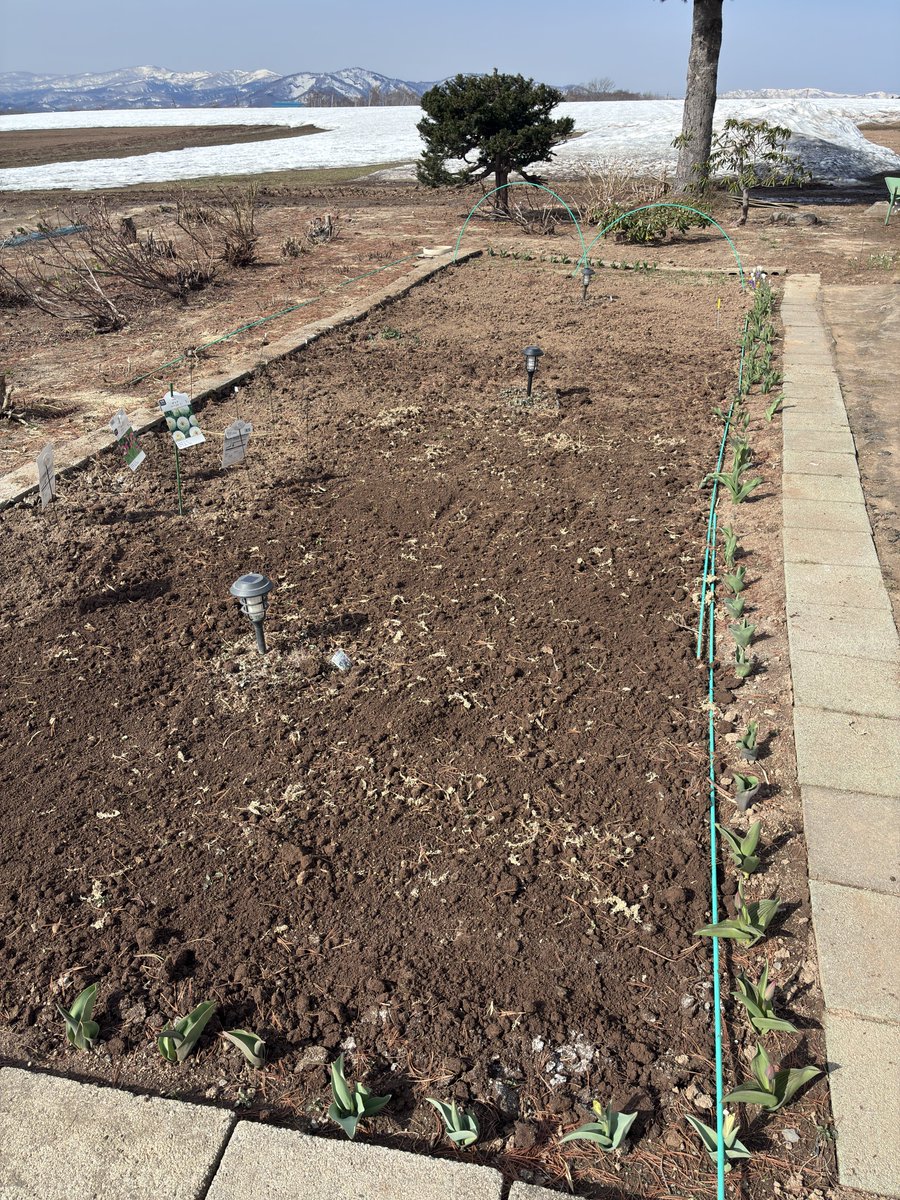 ワッカ(家庭菜園作物系中年) tweet media