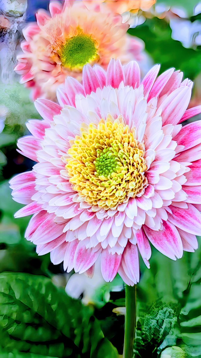 🌺りおん𓆉𓂃.𓈒𖡼𓂂 tweet media