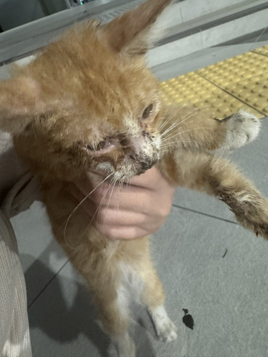 Ada sesiapa boleh tolong ambil anak kucing ni tak? 😭 Baru nampak pagi ni. Area MRT Putrajaya Sentral.