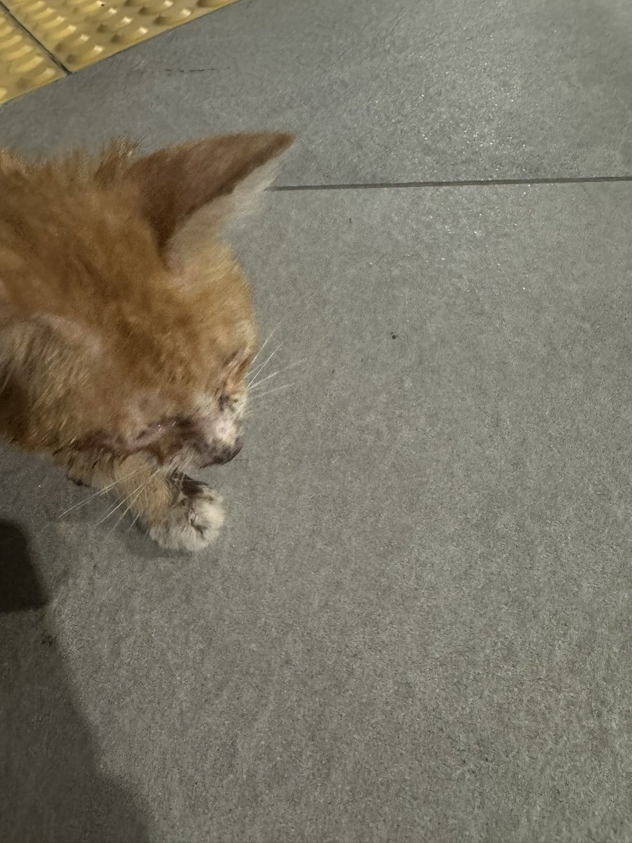 alifahusna_97's tweet photo. Ada sesiapa boleh tolong ambil anak kucing ni tak? 😭 Baru nampak pagi ni. Area MRT Putrajaya Sentral. https://t.co/MVYvXTBqDg